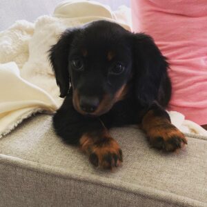Lola