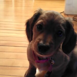 Ella