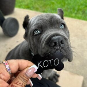 Kotto